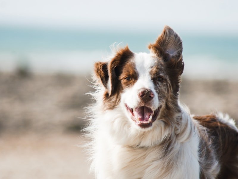 Dog in a park — dog bites and animal attacks