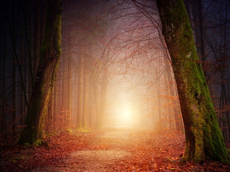 Quiet wooded path with light through trees — wrongful death and Family Law Act claims